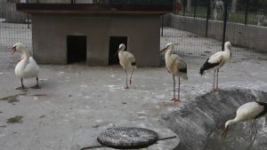 lebada gradina zoo